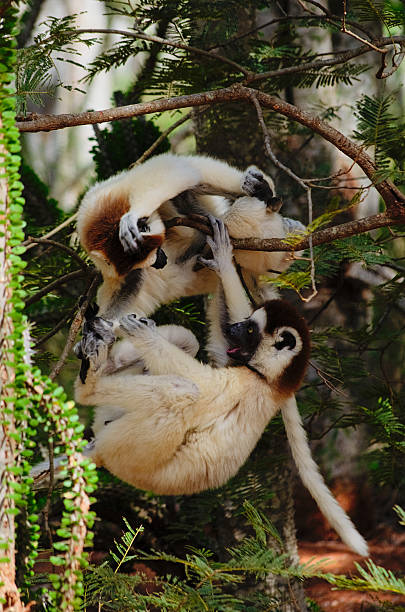 two verreaux's sifaka lemur fighting stock photo