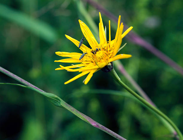 istock Tragopogon orientalis yellow flower 542105958