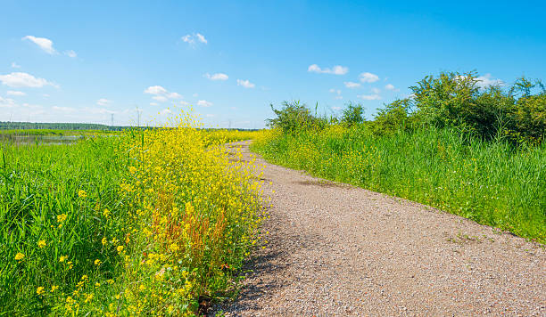 istock Path along the shore of a lake in summer 542105980