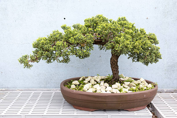 istock Podocarpus in a garden 542108222