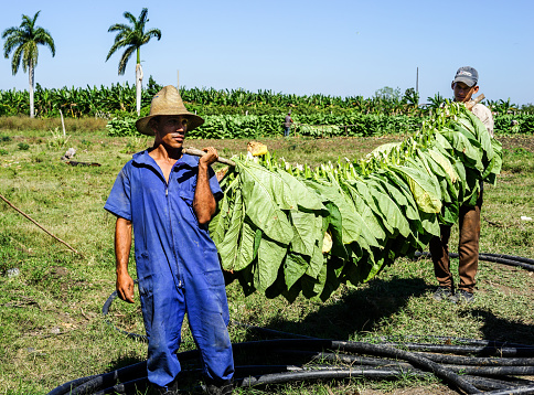 Santiago de Cuba, Cuba - January 12, 2016: typical scene in the Cuban countryside. laborers harvesting and carries the tobacco leaves into the drying