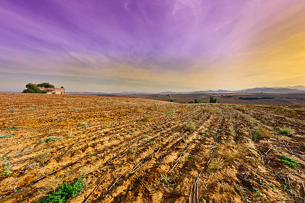 campo de algodón  - cotton photography cloud plantation fotografías e imágenes de stock