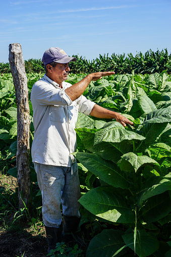 Santiago de Cuba, Cuba - January 12, 2016: typical scene in the Cuban countryside. Cuban tobacco grower explains how he grows and harvest his tobacco fields