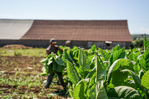 Santiago de Cuba, Cuba - January 12, 2016: typical scene in the Cuban countryside. laborers harvesting and carries the tobacco leaves into the drying