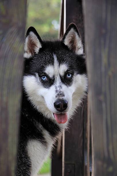 istock Blue eyed husky behind fence 542109372