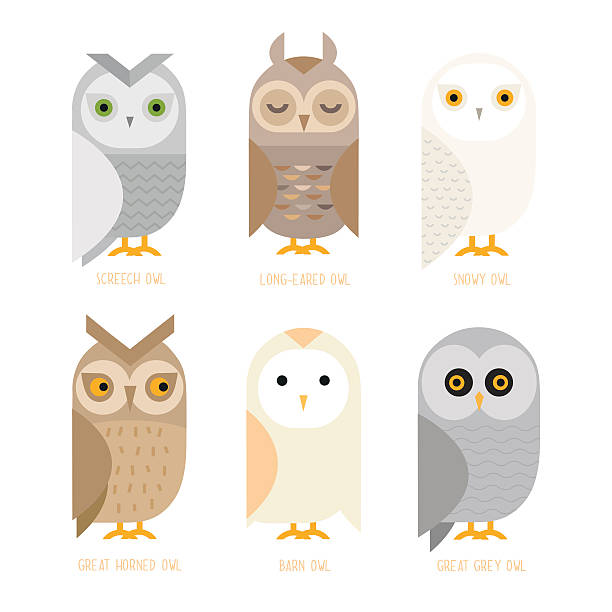 Vector owl set Cute vector owl characters showing different species include screech owl, long-eared owl, snowy owl, great horned owl, barn owl and great grey owl. Vector illustration. owl stock illustrations