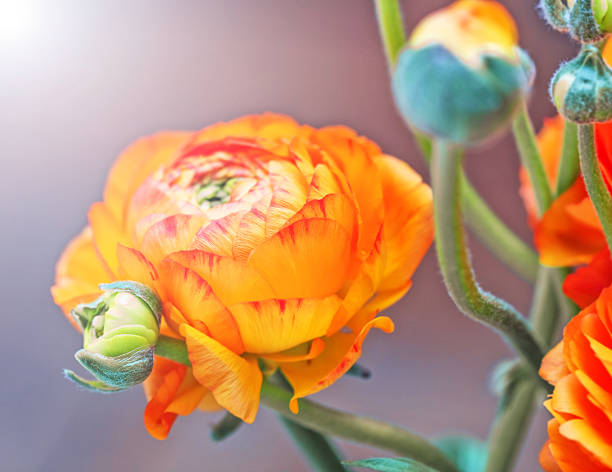 istock Orange flower of ranunkulus 542110472
