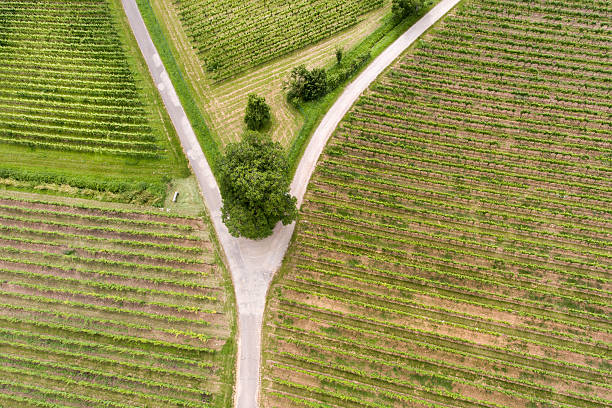 istock Aerial view of vineyards 542110678