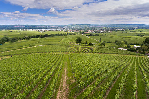istock Aerial view of vineyards - Rheingau, Germany 542110962