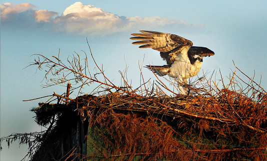 Osprey as she lands on her nest located on a duck blind in the Chesapeake Bay near Poquoson, VA.