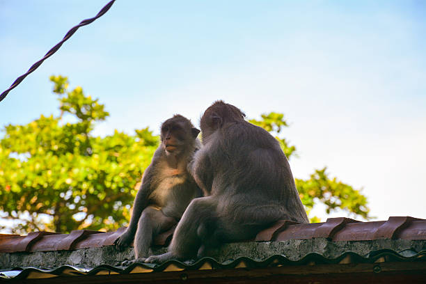 macaco em Bali - foto de acervo