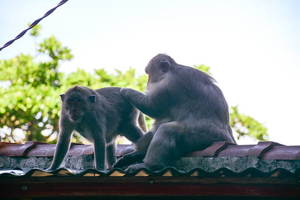 monkey in  bali - fotografia de stock
