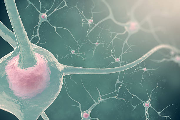 istock The neurons of the nervous system with the effect blurring 542111688