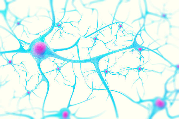 초점 효과와 흰색 배경에 뇌의 뉴런 - nerve cell synapse communication human spine 뉴스 사진 이미지