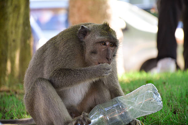 monkey in  bali - fotografia de stock