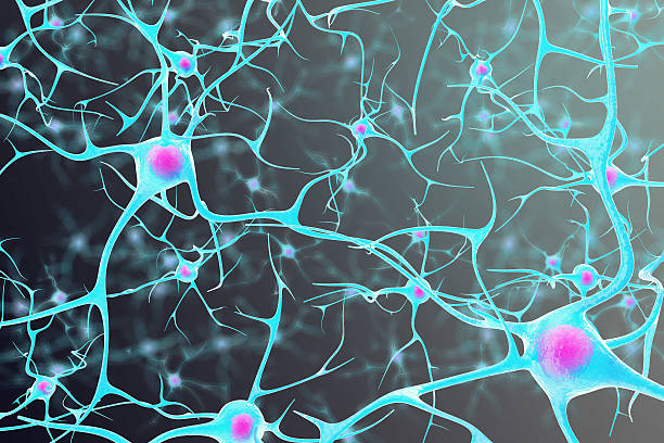 검은 색에 내부 핵과 뇌의 뉴런 - nerve cell synapse communication human spine 뉴스 사진 이미지