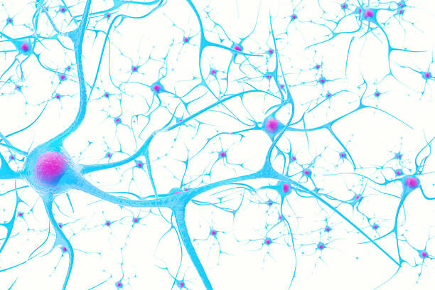 초점 효과와 흰색 배경에 뇌의 뉴런 - nerve cell synapse communication human spine 뉴스 사진 이미지