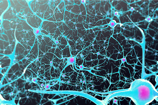 neuronas en el cerebro con un núcleo dentro sobre negro - onda cerebral fotografías e imágenes de stock