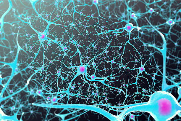 검은 색에 내부 핵과 뇌의 뉴런 - nerve cell synapse communication human spine 뉴스 사진 이미지