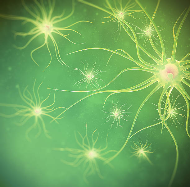 녹색 배경에 있는 사람의 신경망 - nerve cell synapse communication human spine 뉴스 사진 이미지