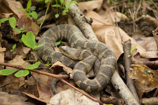 A Northern water snake on a forest floor.