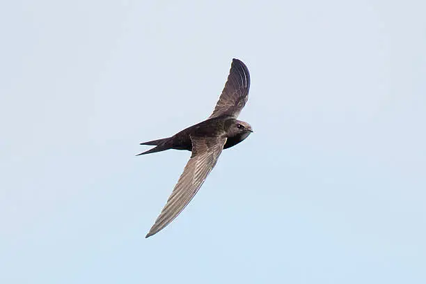 Common Swift (Apus-apus) As ever, in flight.