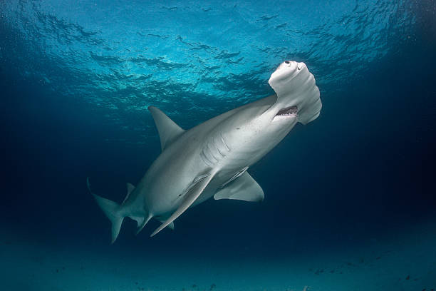 istock Hammerhead shark in the sea 542172434