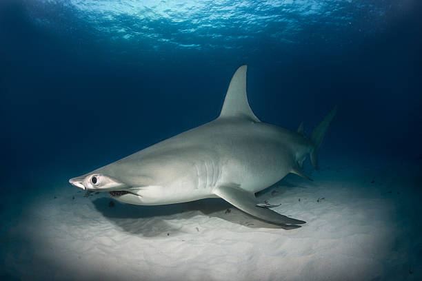 istock Hammerhead shark on the ocean floor 542172514