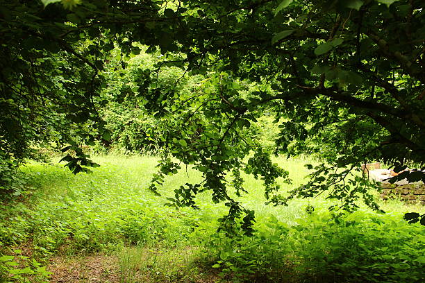istock The countryside near Blera, in Italy 542173530