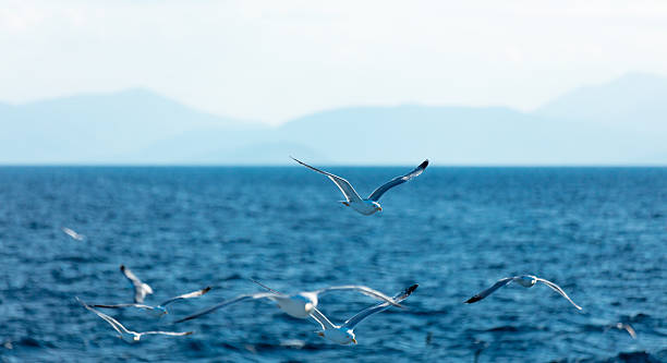istock photo of the gulls 542173610