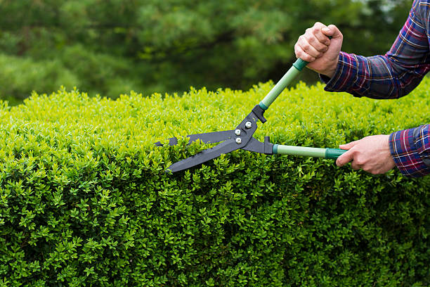 trimming hedge row - snoeien stockfoto's en -beelden