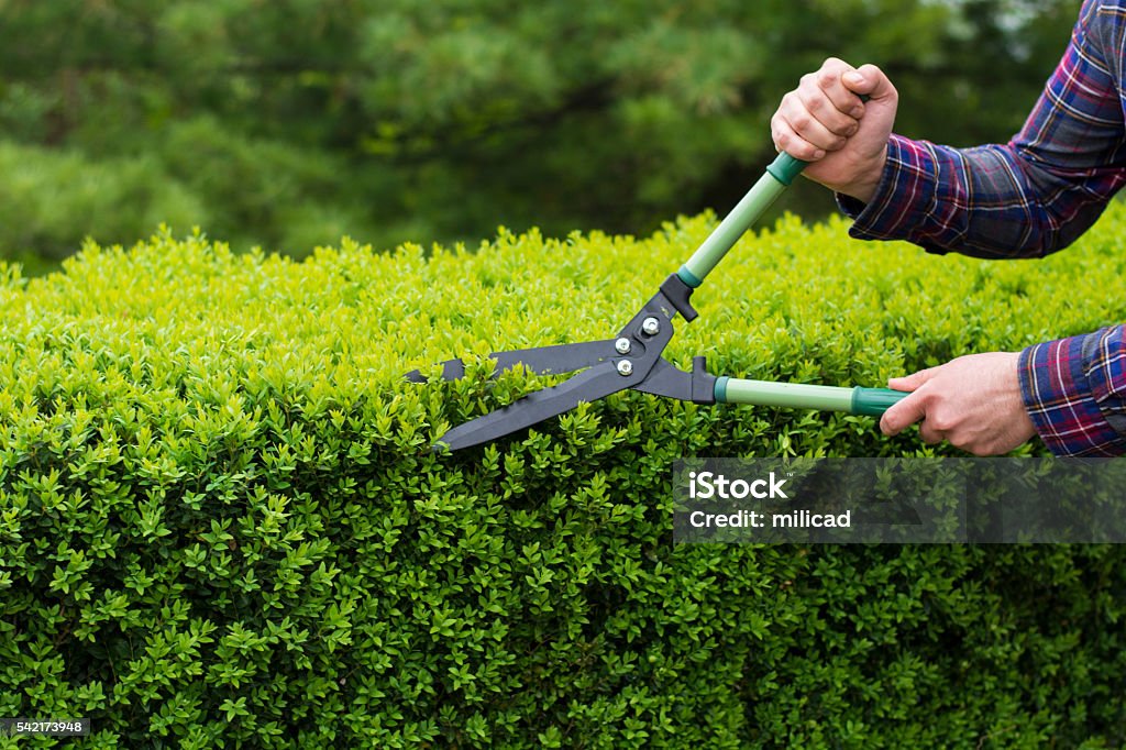 Trimming hedge row Hedge Stock Photo