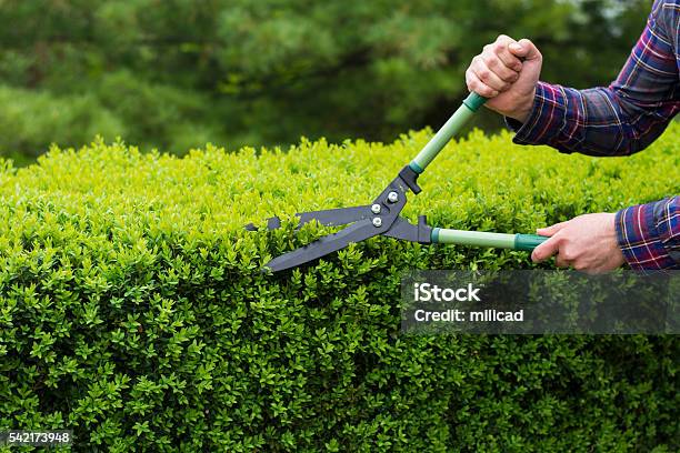 Trimming Hedge Row Stock Photo - Download Image Now - Hedge, Pruning - Gardening, Cutting