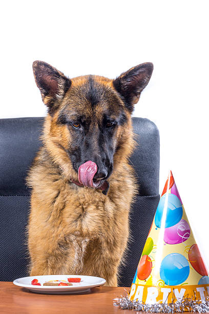 istock German Shepherd celebrates birthday on a white background 542174262