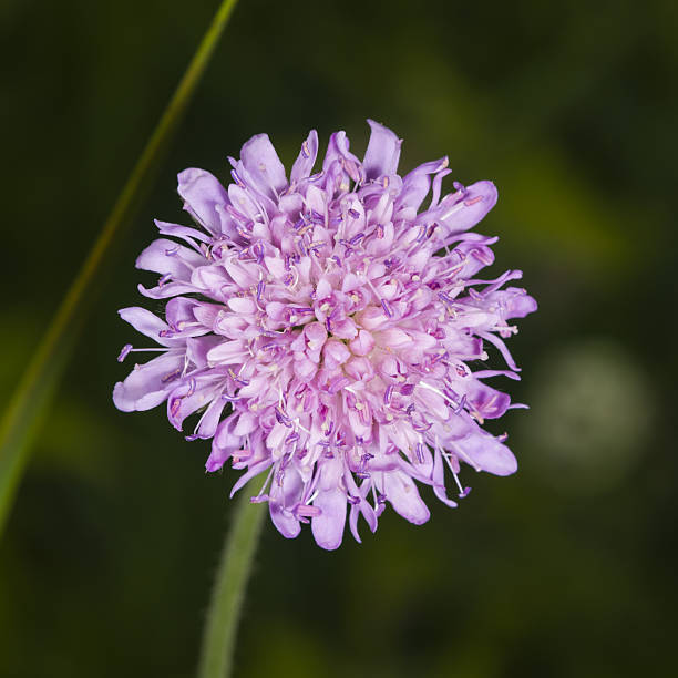 istock Flower of Field Scabious, Knautia Arvensis, macro, selective focus 542174266