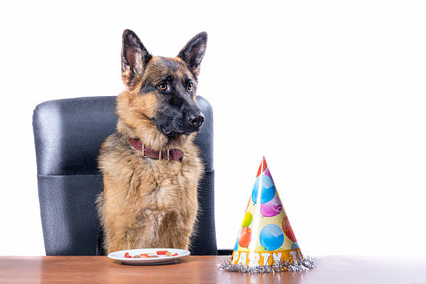istock German Shepherd celebrates birthday on a white background 542174328