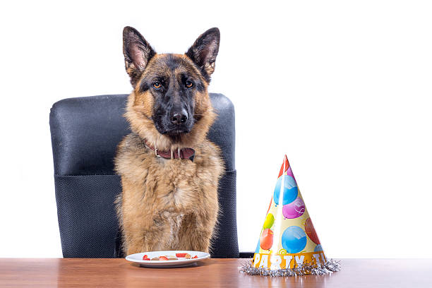 German Shepherd celebrates birthday on a white background stock photo