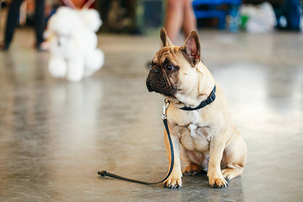 chien triste perdu français bulldog assis sur le sol - lost pet photos et images de collection