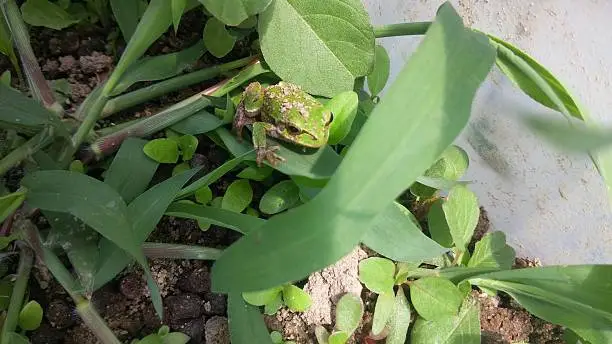 greenfrog on a leaf