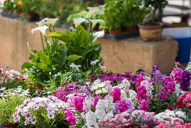 istock spring flowers and plants on a market stall 542177234