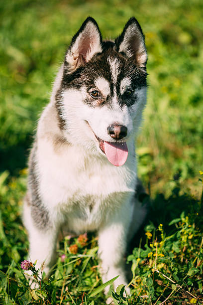 istock Young Happy Husky Puppy Eskimo Dog 542177282