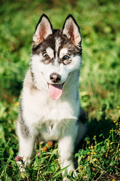 istock Young Happy Husky Puppy Eskimo Dog 542177306