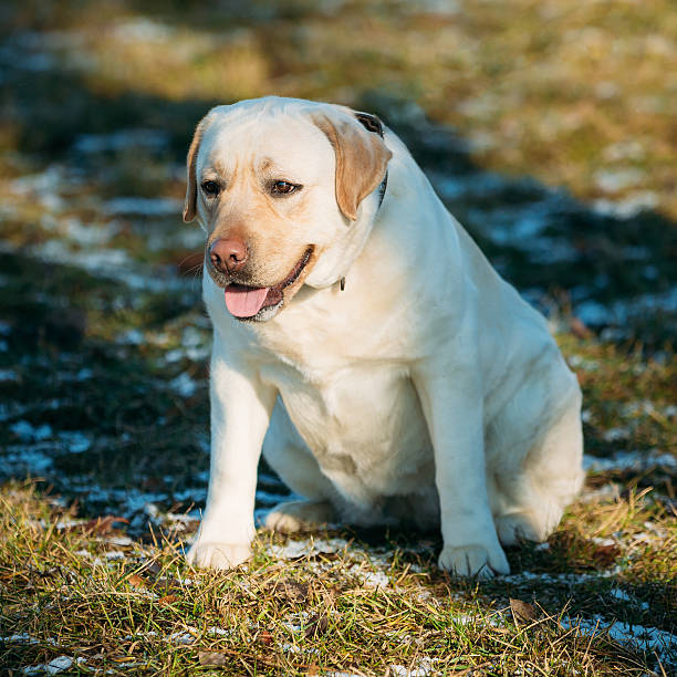 Fat White Labrador Dog Sit Outdoor. Spring stock photo