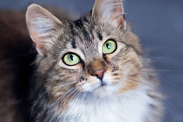 istock portrait of a beautiful cat 542179962