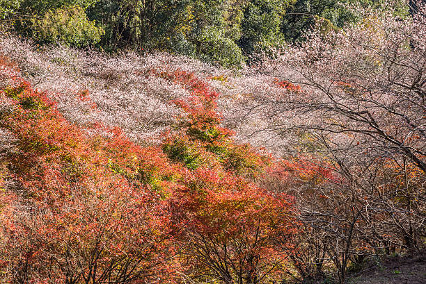 istock Shikizakura blossom and maple leaves in Autumn 542180286