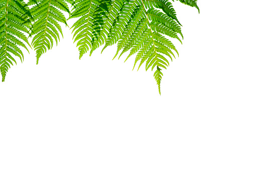 Fern branches hanging down. isolated on white background.