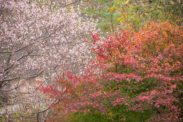 istock Shikizakura blossom and maple leaves in Autumn 542180514