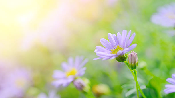 istock Blossom flower under sunlight as background 542180674