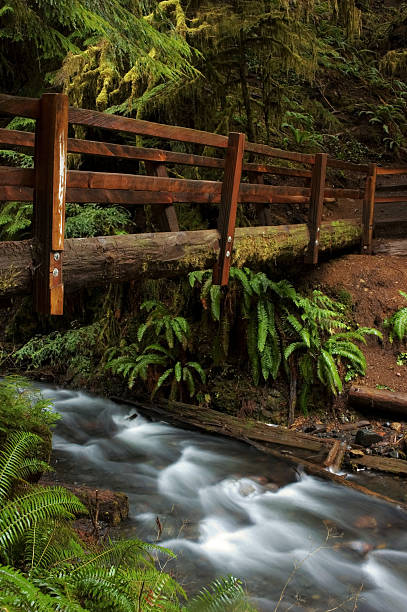 istock Bridge at Marymere Trail, Olympic National Park, Washington 542180804