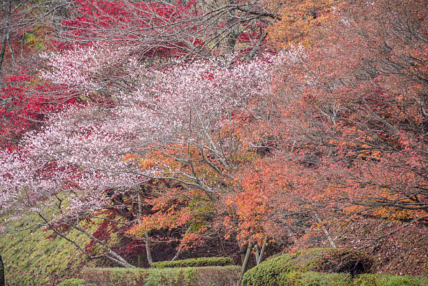 istock Shikizakura blossom and maple leaves in Autumn 542181120